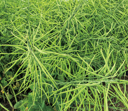 油菜