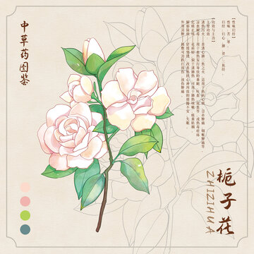 栀子花草药插画图鉴