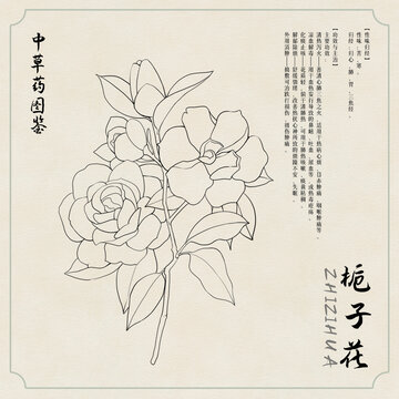 栀子花草药插画图鉴黑白