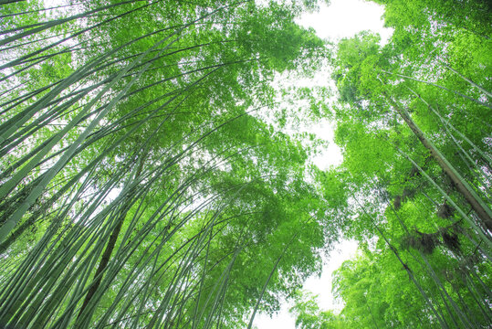 仰拍葱郁翠绿的竹林景观