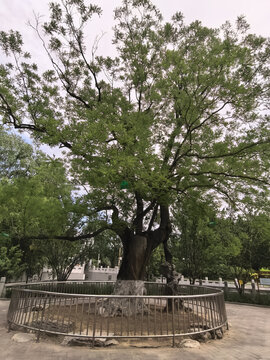 北京大望京公园古槐树