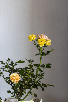 黄粉双色月季花盆栽