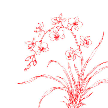 兰花手绘插画素描图底纹包装设计矢量素材