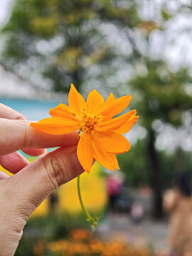 手托娇艳橙色格桑花
