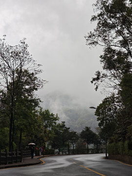 雨中林荫路的朦胧景致