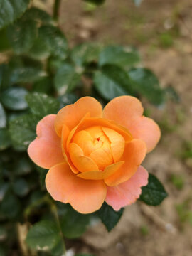 娇艳橙色月季花特写