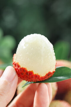 妃子笑荔枝
