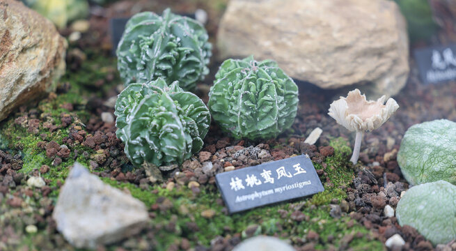 核桃鸾凤玉等多肉植物景观