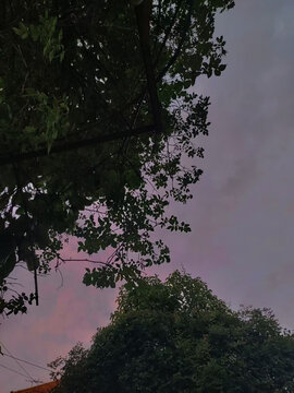 树梢间的粉紫色天空