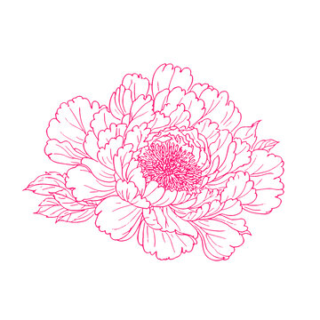 牡丹花手绘线稿插画纹理包装设计矢量图素材