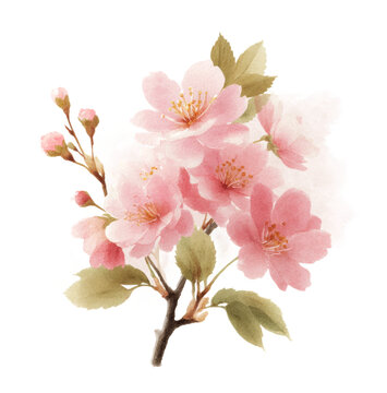 [免抠素材]水彩淡雅樱花枝头