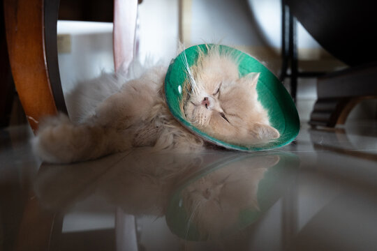 戴绿圈猫咪惬意躺地小憩