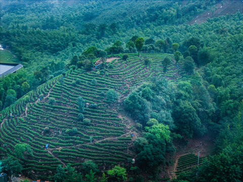 云雾缭绕的山间茶园梯田风光