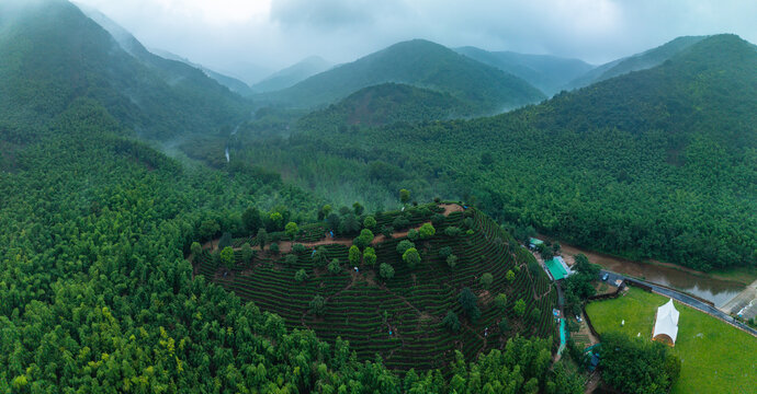云雾缭绕的山间茶园梯田风光