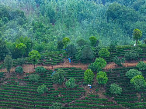 云雾缭绕的山间茶园梯田风光