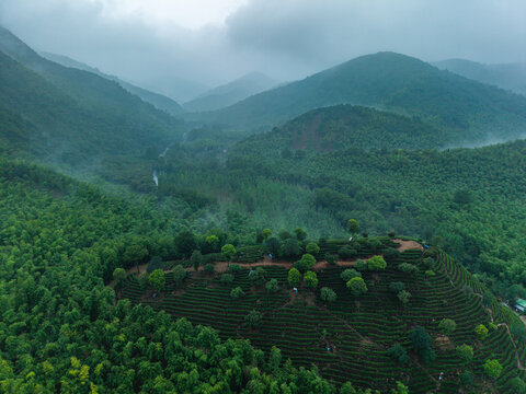云雾缭绕的山间茶园梯田风光