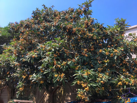 硕果累累的繁茂枇杷树