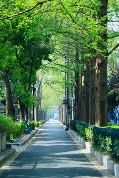 南京梧桐大道