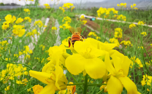 油菜花