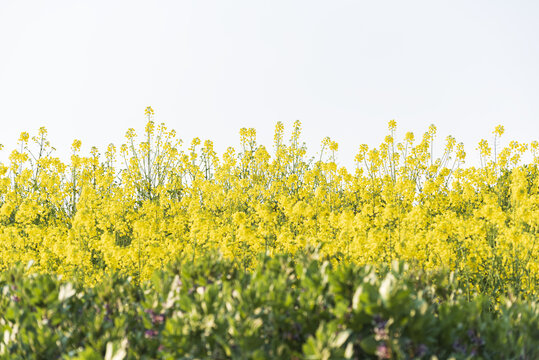 油菜花