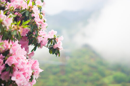 婺源杜鹃