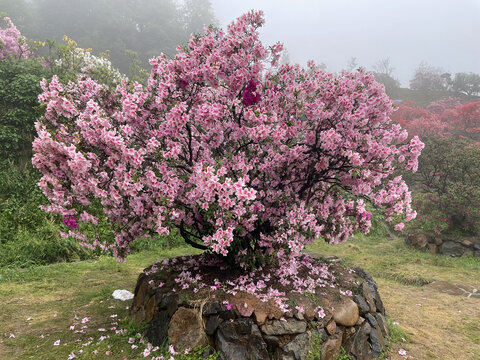 婺源杜鹃