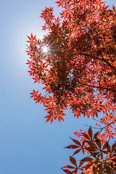 夏天阳光中的鸡爪槭红叶