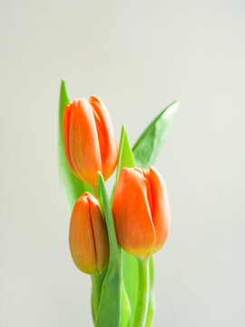 橙色郁金香花卉特写