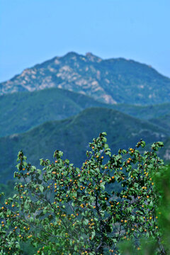 山间果树与葱郁远山景致