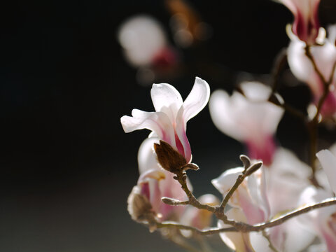 玉兰花