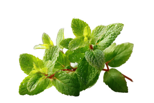 [免抠素材]新鲜薄荷叶与水珠