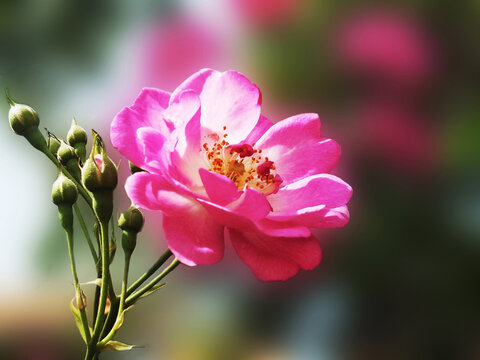 蔷薇花
