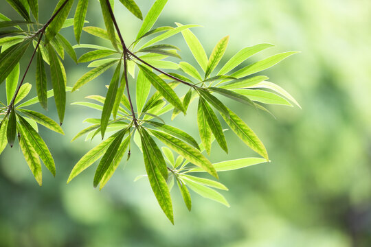 翠绿叶片的清新自然瞬间