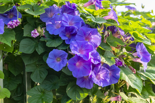 蓝色牵牛花