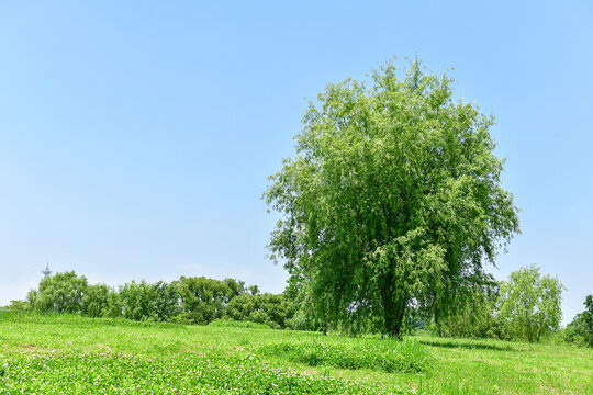 绿野中的葱郁大树