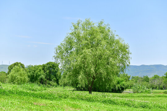 绿野中挺立的葱郁柳树