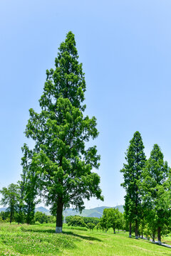 葱郁草地旁的挺拔绿树