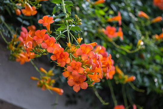 凌霄花