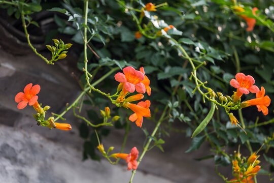 凌霄花