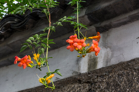 凌霄花