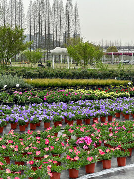 多彩杜鹃花盆栽花卉园林景观