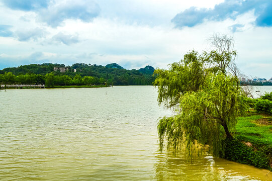 湖畔垂柳清新自然景致肇庆星湖景区
