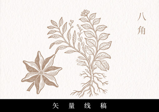 中药矢量线条八角