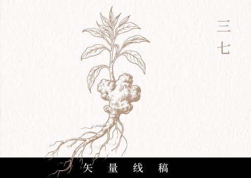 中药矢量线条三七