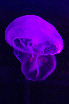 水母