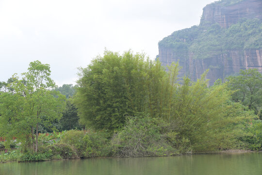 广东韶关锦江沿岸竹林