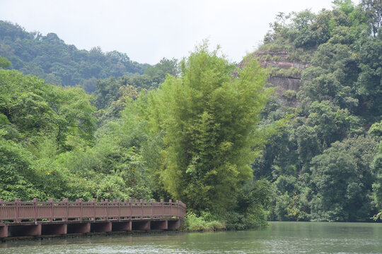 广东韶关锦江沿岸竹林