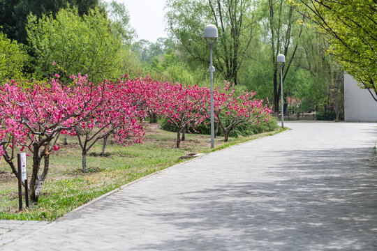 春日红艳艳的碧桃花盛开的林间小道