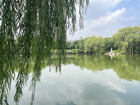 蓝天白云湖泊柳叶倒影