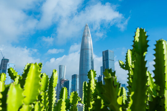 深圳城市天际线与仙人掌